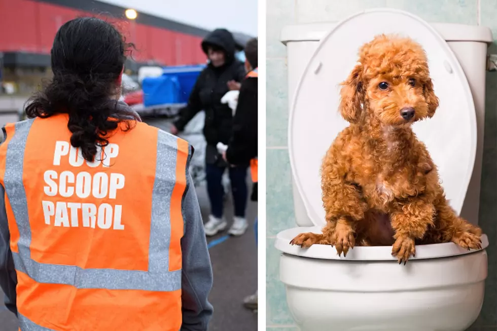 Did You Know You Can Hire Someone in Maine to Pick Up Your Dog’s Poop?