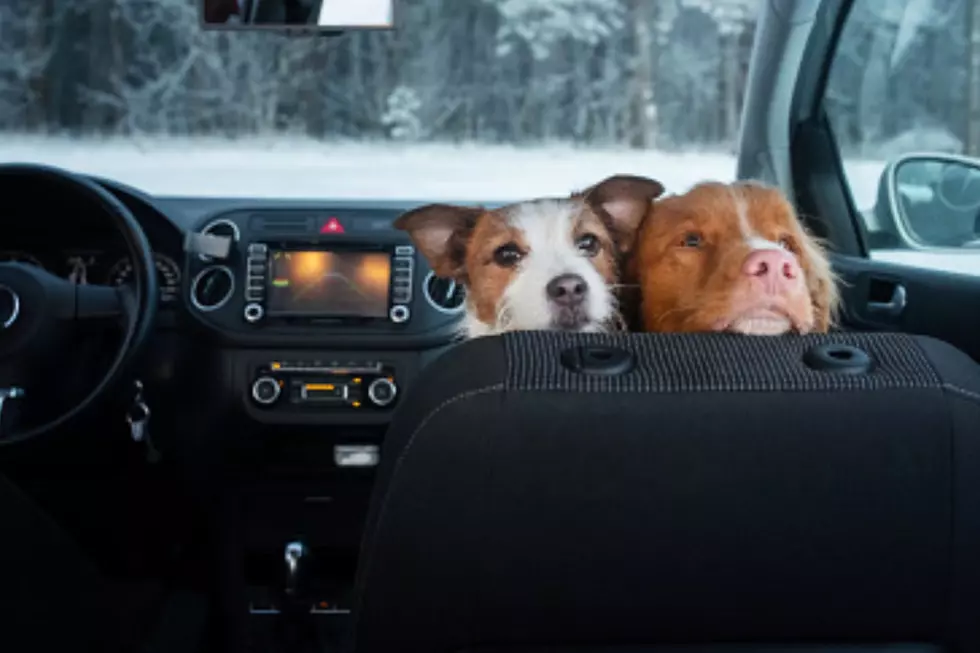 Can Your Dog Legally Ride in the Front Seat in Maine?