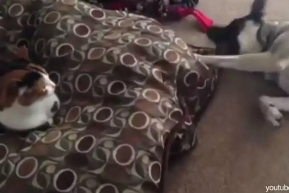 Cats Stealing Dog Beds [VIDEO]