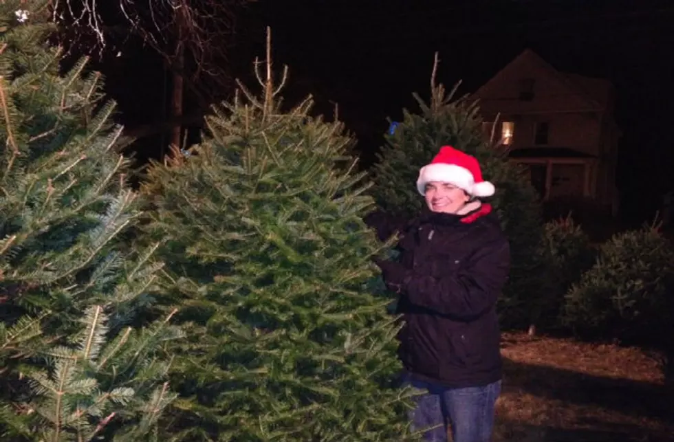 How to Pick The Perfect Christmas Tree!