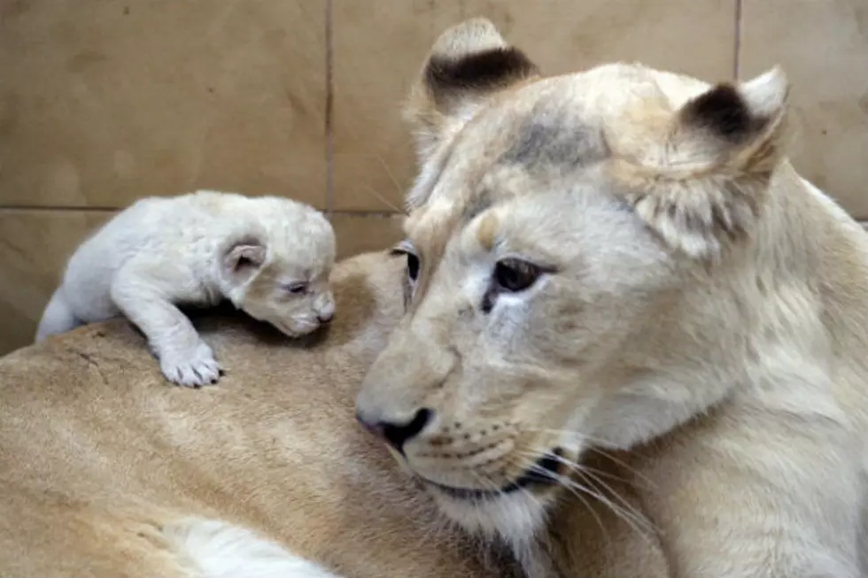 Rare White Lion Triplets Born in Poland! [PICTURES]