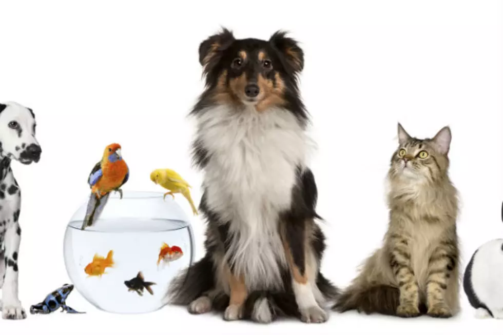 The 2014 Qutest Pet Winner