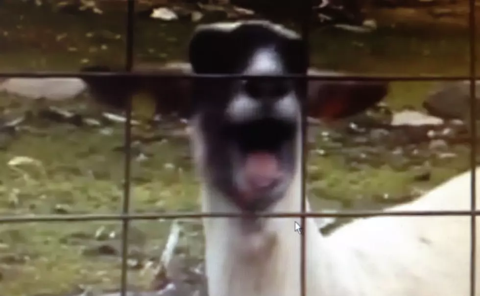 Taylor Swift Goat Video – Must Watch!