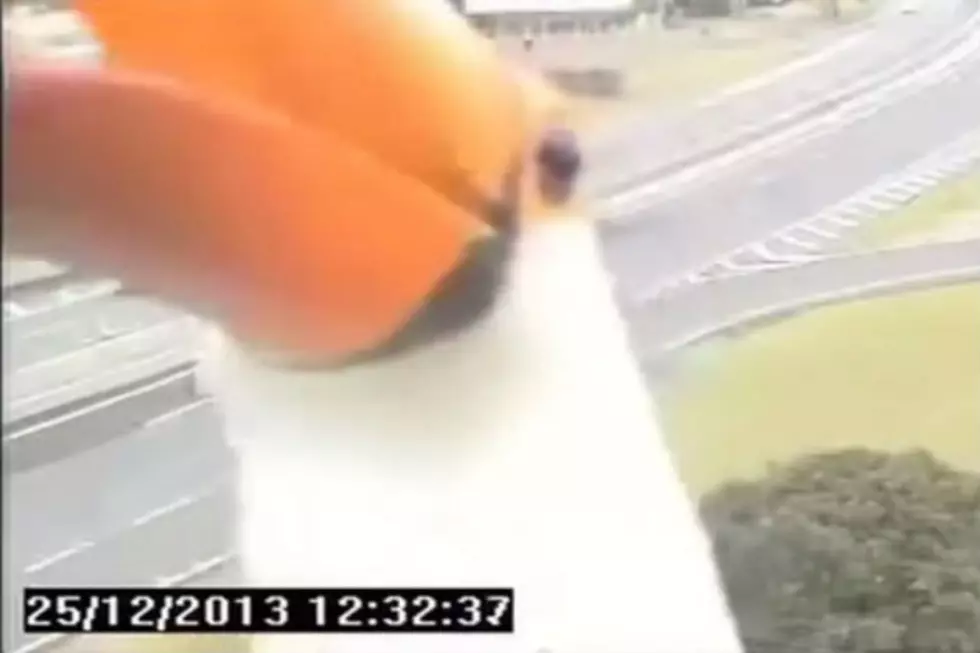 A Toucan in Brazil Hams It Up For a Traffic Cam [VIDEO]