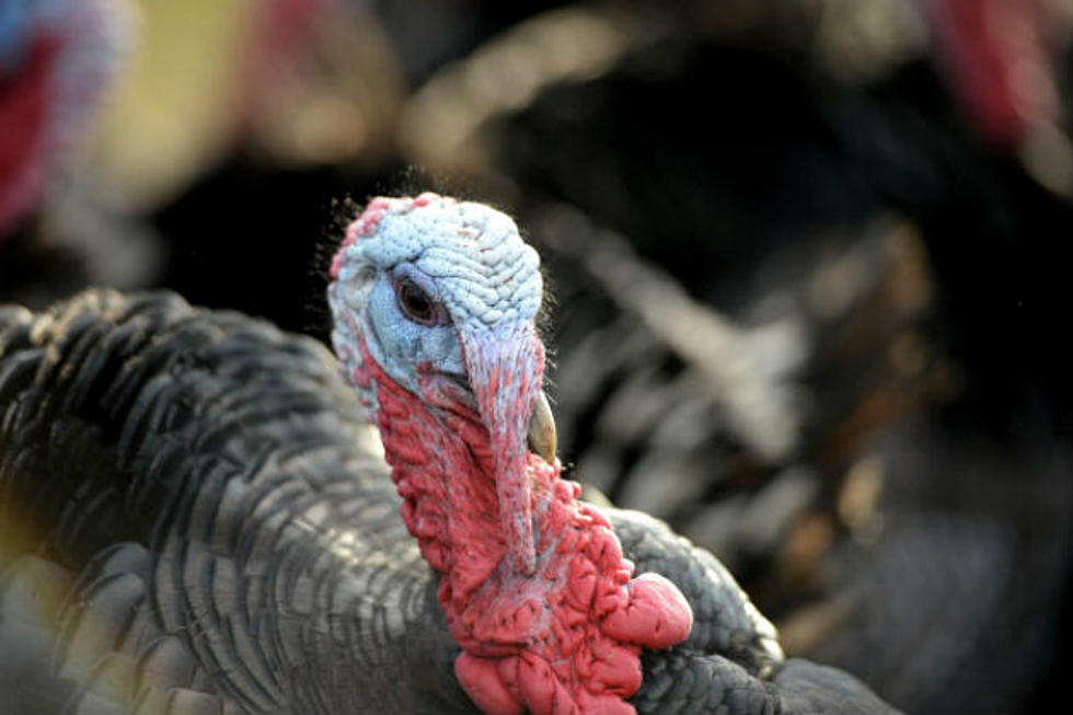 &#8216;Guess the Famous Gobble&#8217; and Win an All Natural Turkey From Whole Foods!