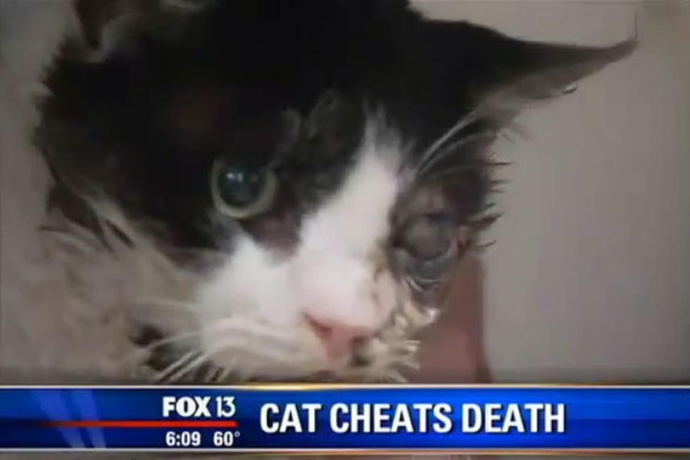 Cat Thought to Be Dead Digs Itself out of Grave [VIDEO]