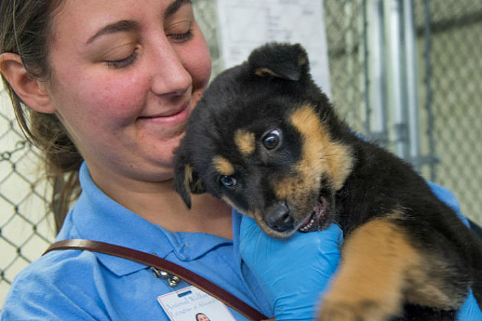 Pause for Pets to Benefit Greater Androscoggin Humane Society 