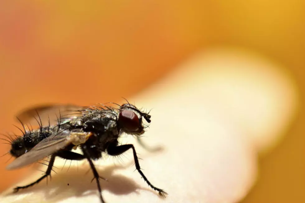 Maine: Beware of Black Flies This Year, They&#8217;ve Become More Dangerous Than You&#8217;d Think