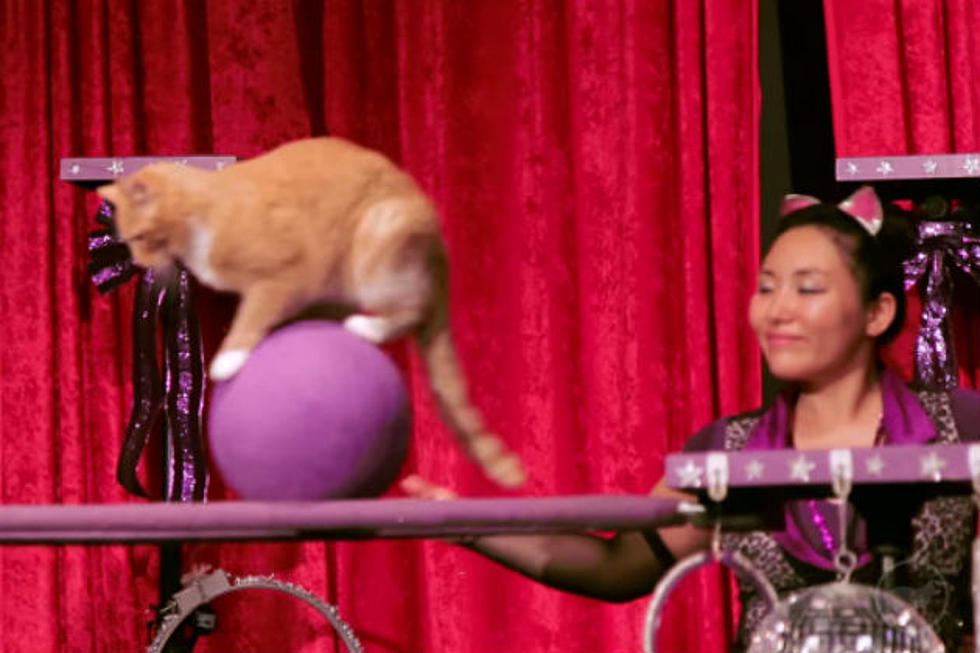 The Amazing Acro-Cats are Coming to Portland – Puuuuriffic! [VIDEO]