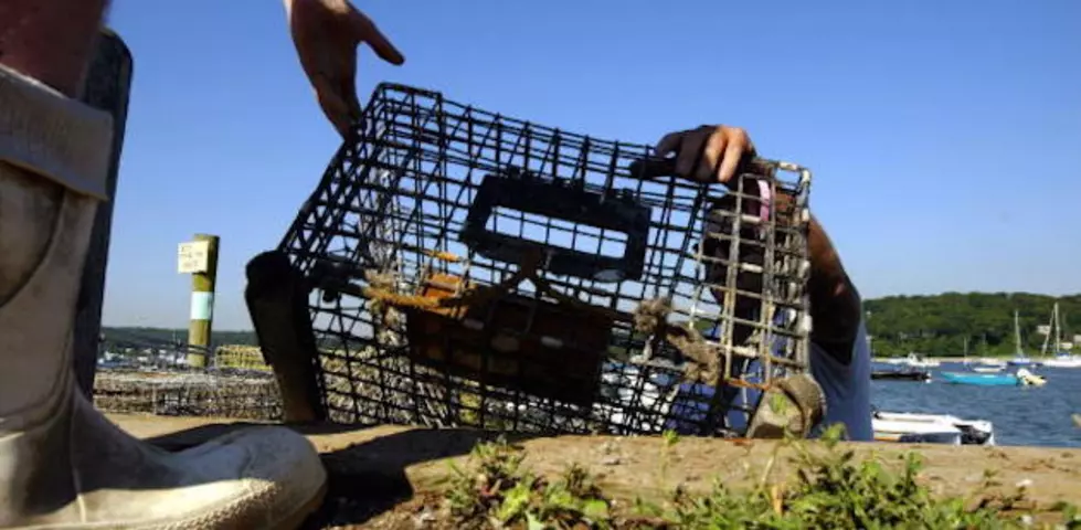 1 in 2 Million: Another Super-Rare Blue Lobster Caught in Maine! [PHOTOS]