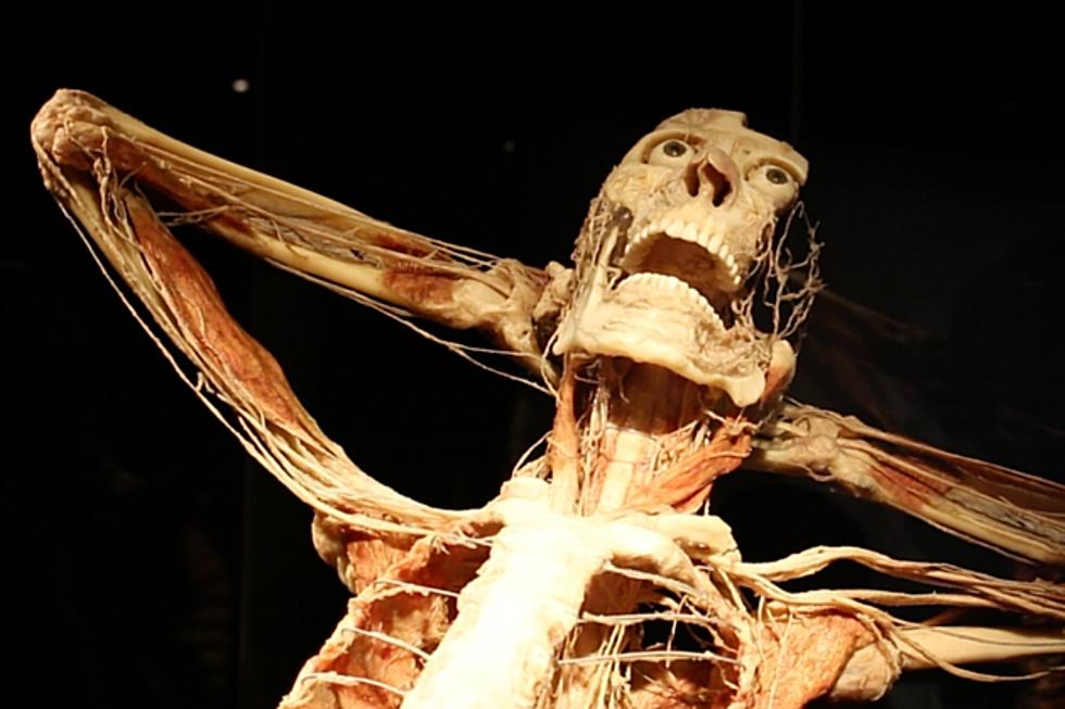 5 Most Common Questions About ‘Body Worlds’ at Portland Science Center