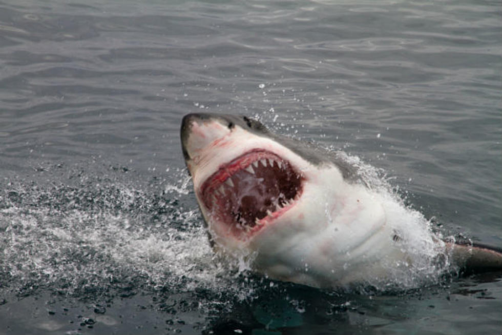 Teeth Marks Spotted: Scientists Warn Great White Shark is Stalking the Maine Coast