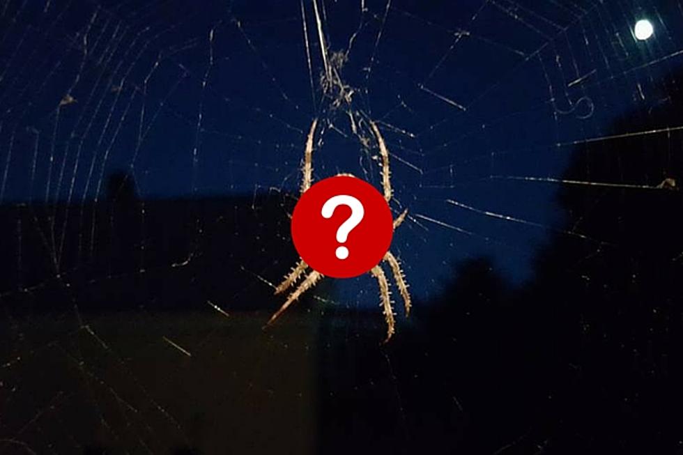 What Kind of Spider is This?
