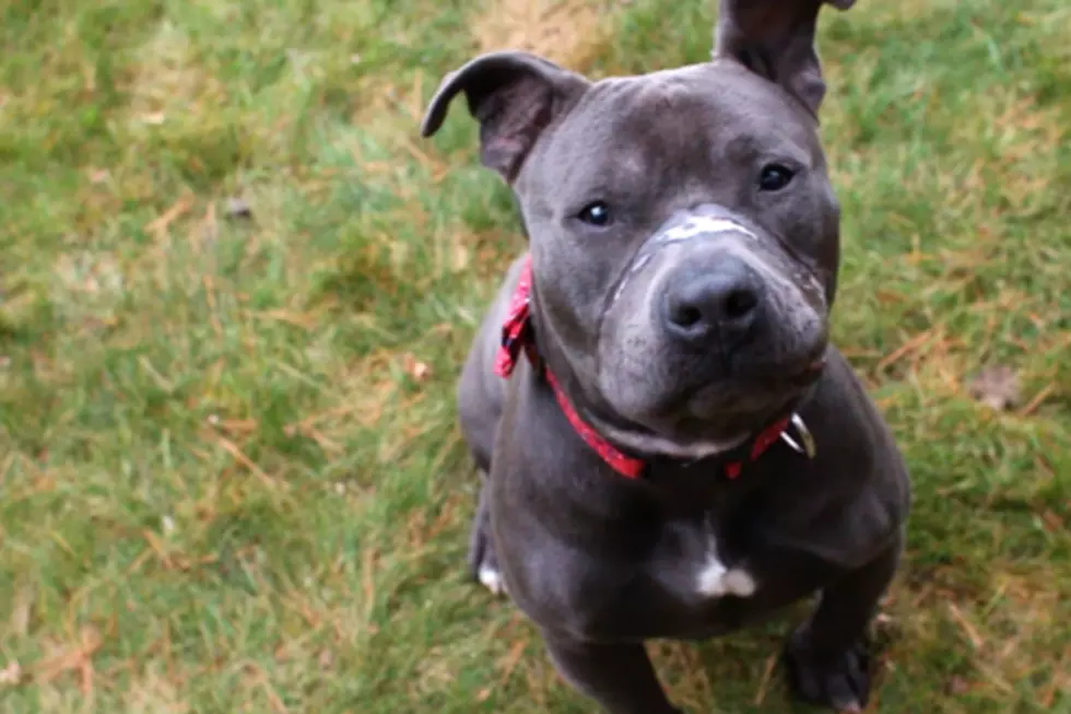 Abused &#038; Abandoned Maine Pit Bull Puppy Finds His Forever Home