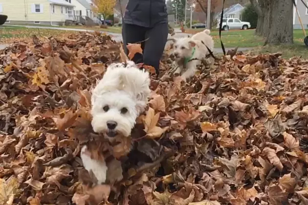 My Dogs Played in Leaves for the First Time, Here&#8217;s the Slow Motion Video