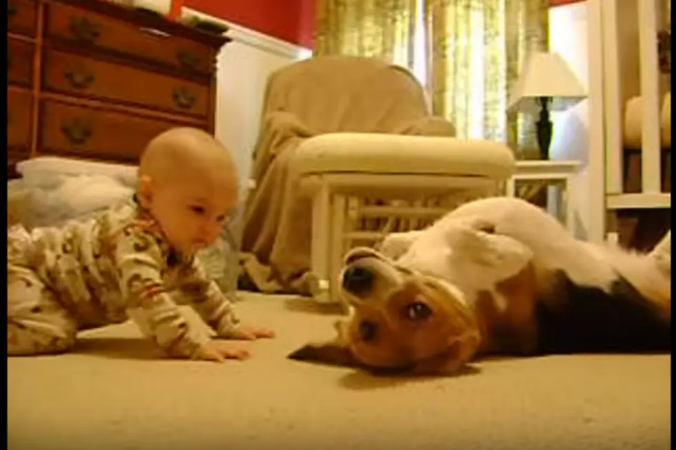 You Are Not Ready For The Cuteness Of This Baby Meeting The Family Beagle [VIDEO]