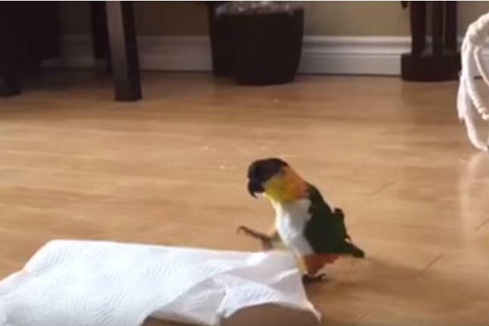 This Bird&#8217;s Reaction Of A Paper Towel Will Make You Smile [VIDEO]
