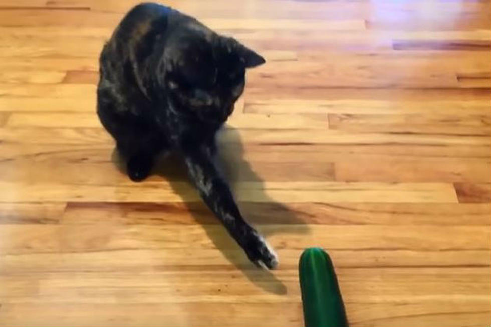 Why Do Cats Get Spooked By Cucumbers? [VIDEO]