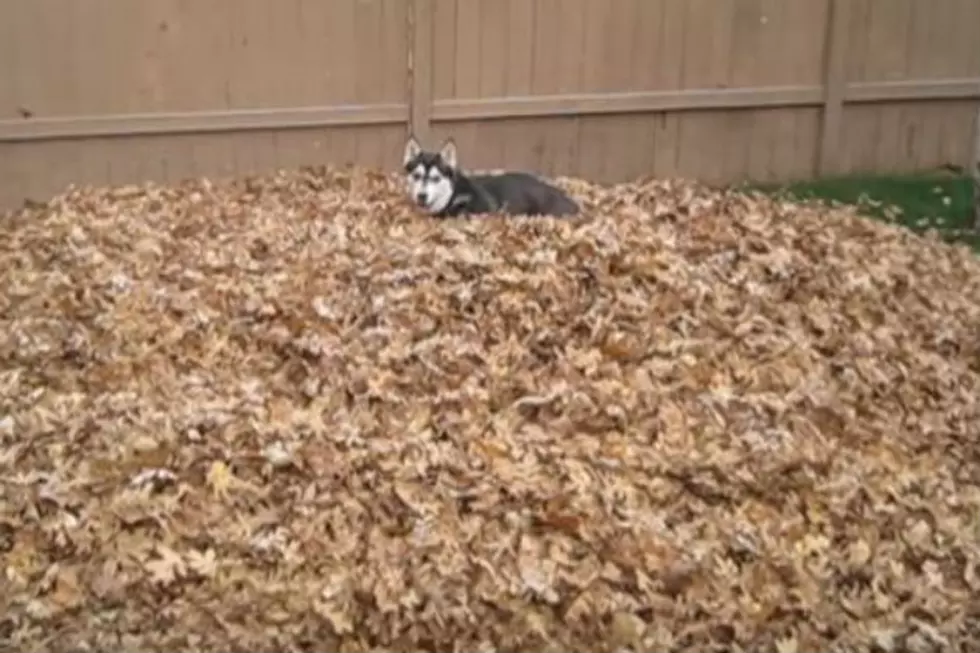This Siberian Husky Is Having The Time Of His Life With A Pile Of Leaves [VIDEO]