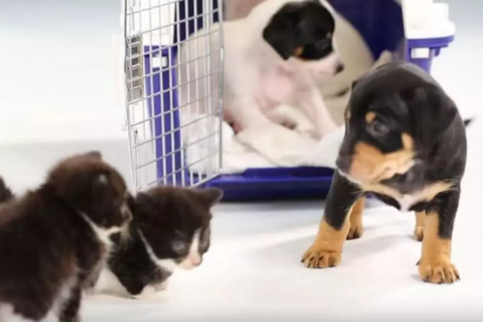 I Just Watched Kittens Meeting Puppies For The First Time And Monday Isn&#8217;t So Bad Anymore [VIDEO]