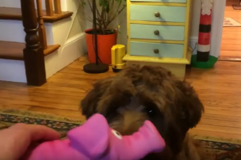 Casco Meets ‘Piggy’ and Has No Idea What to Do! [VIDEO]