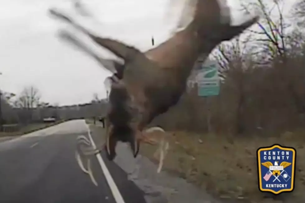Dash Cam Footage of Deer Getting Hit By Police Cruiser &#8212; The Deer Survives!