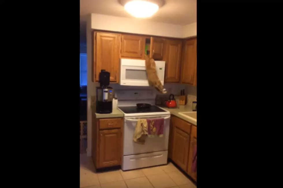 Monkey Cat in Maine Caught Doing Something Pretty Amazing! [VIDEO]