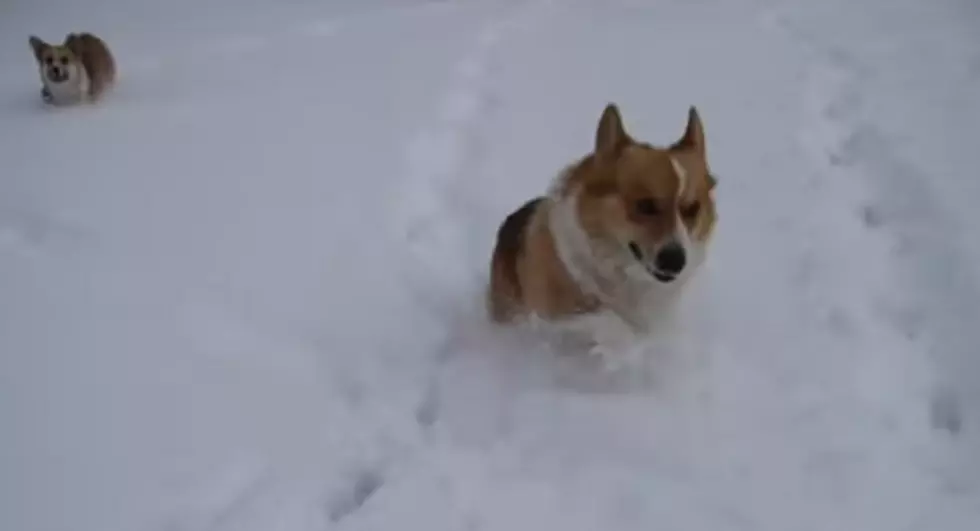 Fuzzy Eye Bleach: Corgis in the Snow! [VIDEO]