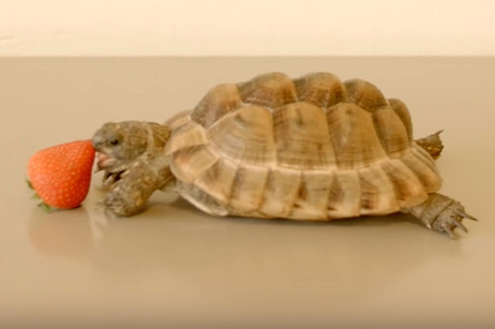 WATCH: Charitable Video of a Turtle Eating a Strawberry is Narrated by Alan Rickman