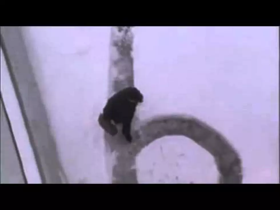 Guy Shovels A Path In The Snow And Confuses Everyone [VIDEO]