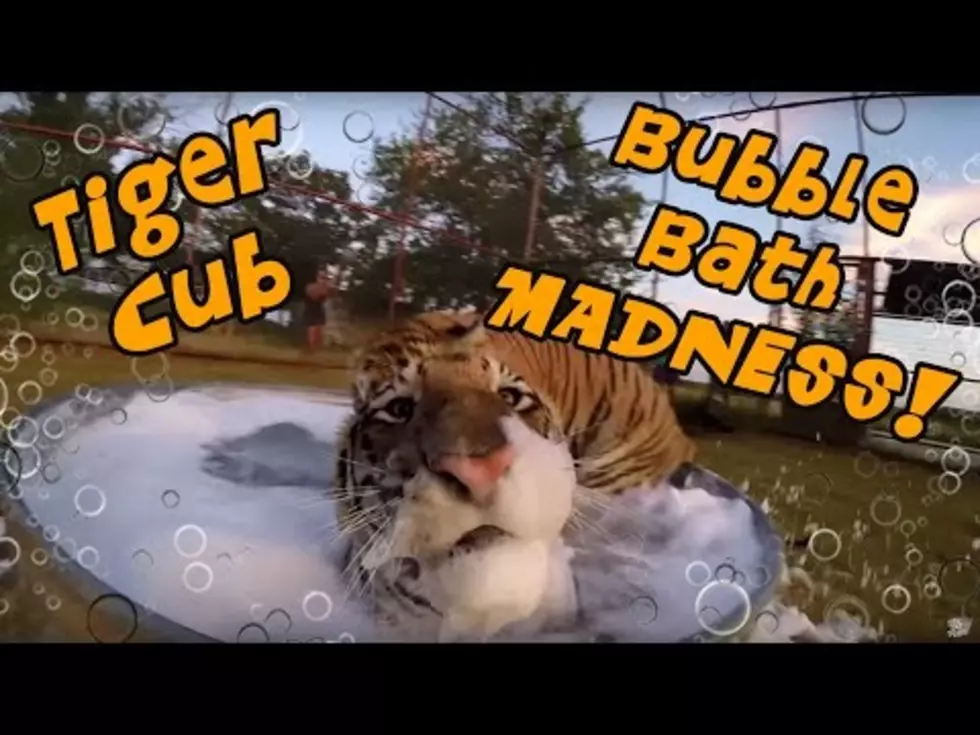 Tiger Cubs Taking Their First Bubble Bath Has All The Cuteness [VIDEO]