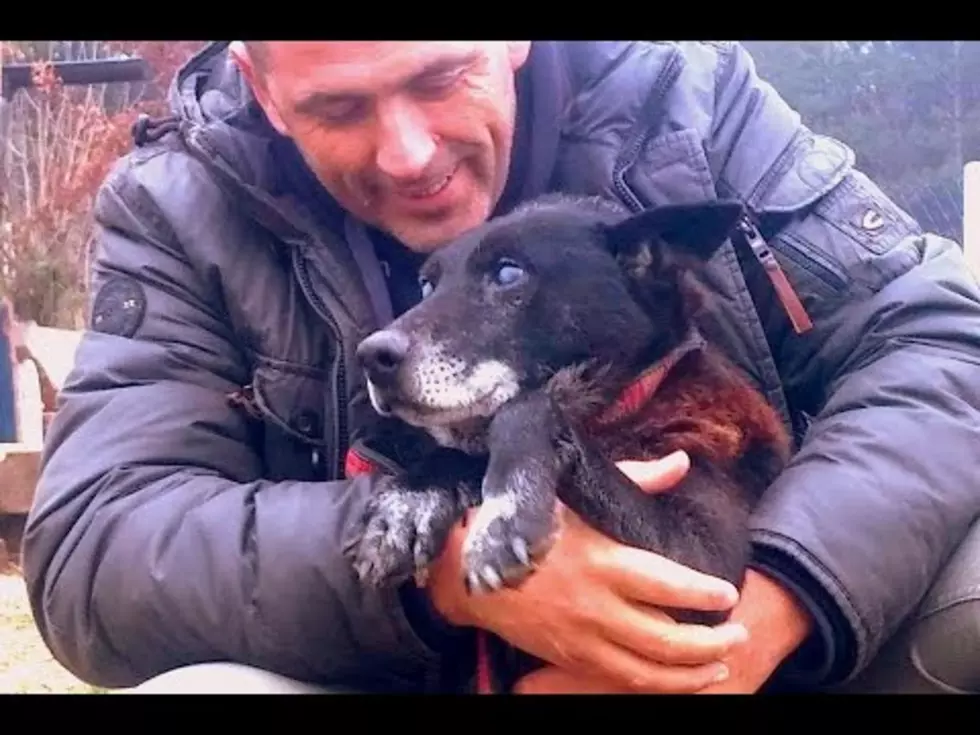 Watch: Rescuers Save Blind Dog From Well [VIDEO]