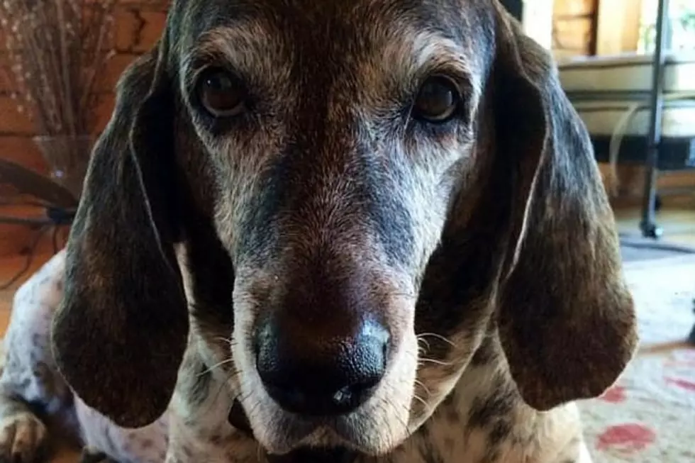 This Senior Dog in Maine Just Wants a Place to Call Home