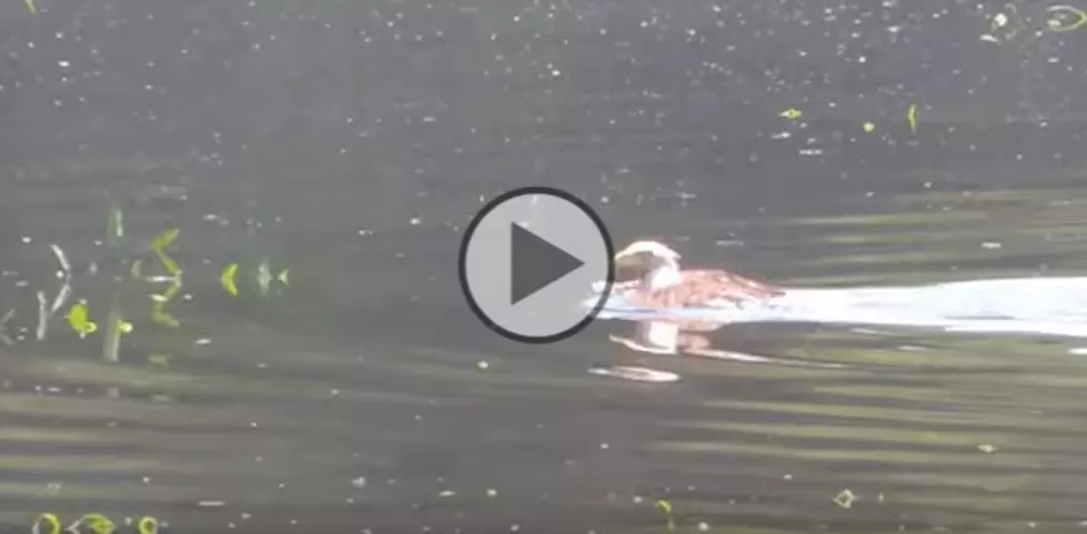 WATCH: Bald Eagle Swimming on the Kennebec River in Maine