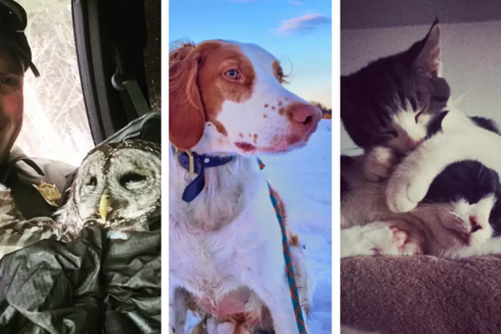 5 Best Maine Animal Photos on Instagram Right Now