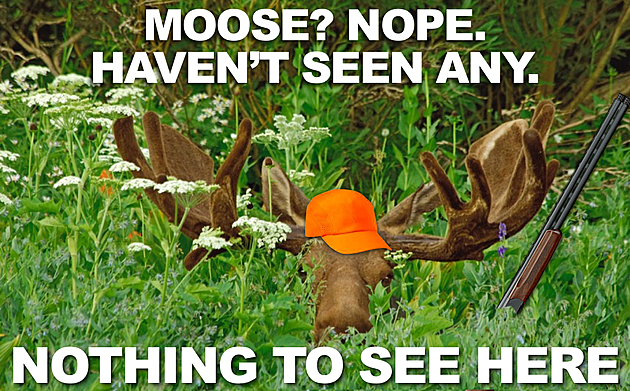 Practice That Moose Call&#8230; The Maine Moose Lottery is OPEN!