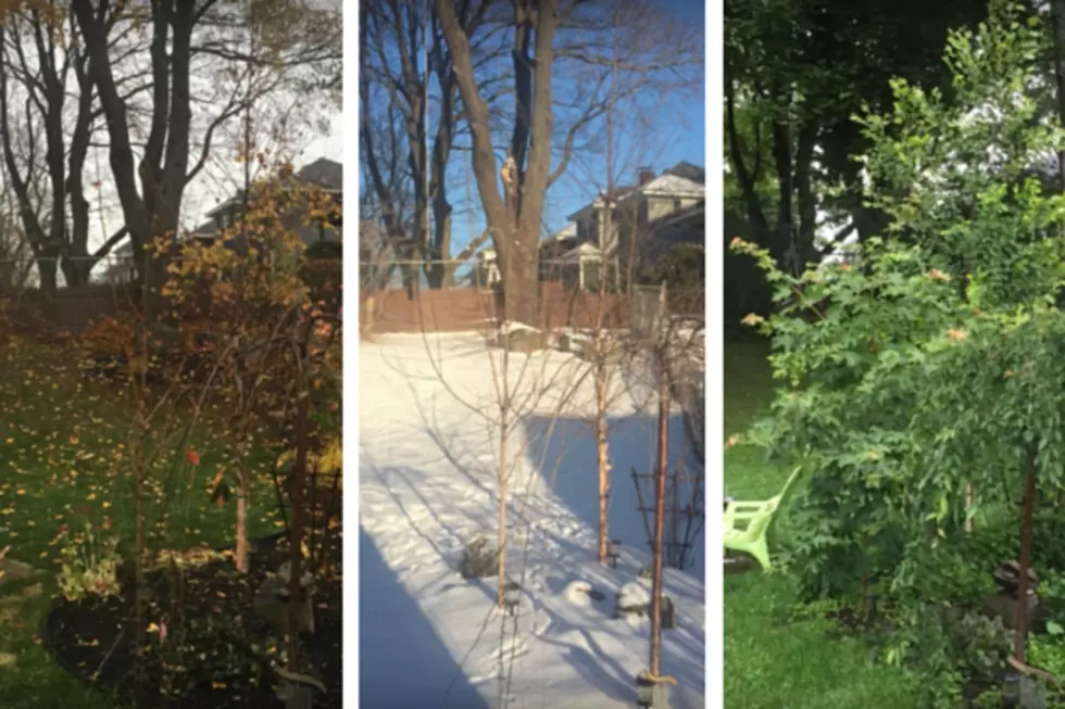 Portland Man Photographed His Backyard Every Week for a Year, The Transformation is Crazy