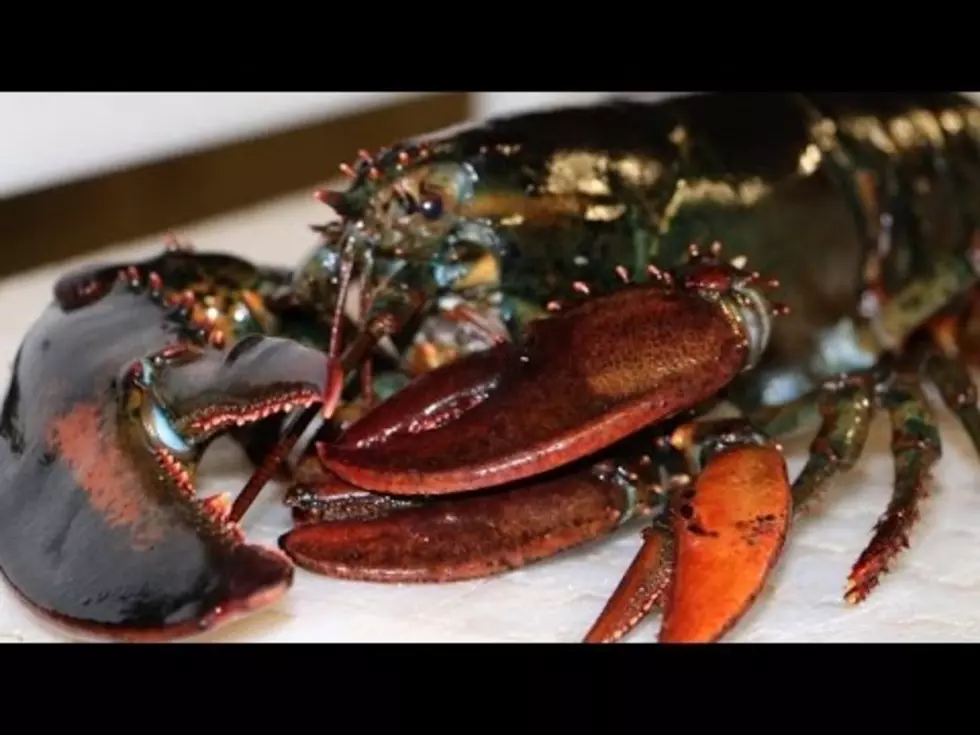 Look at That! It’s a 4-Clawed Lobster! [VIDEO]