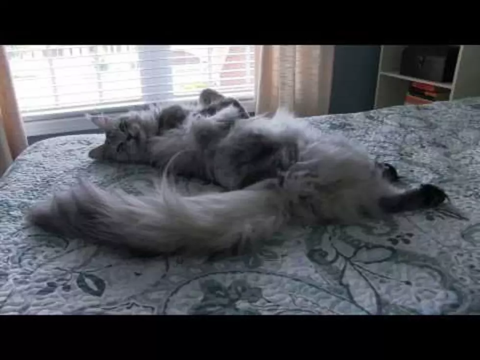 WATCH: Super Cute Maine Coon Kitten Reflexes!