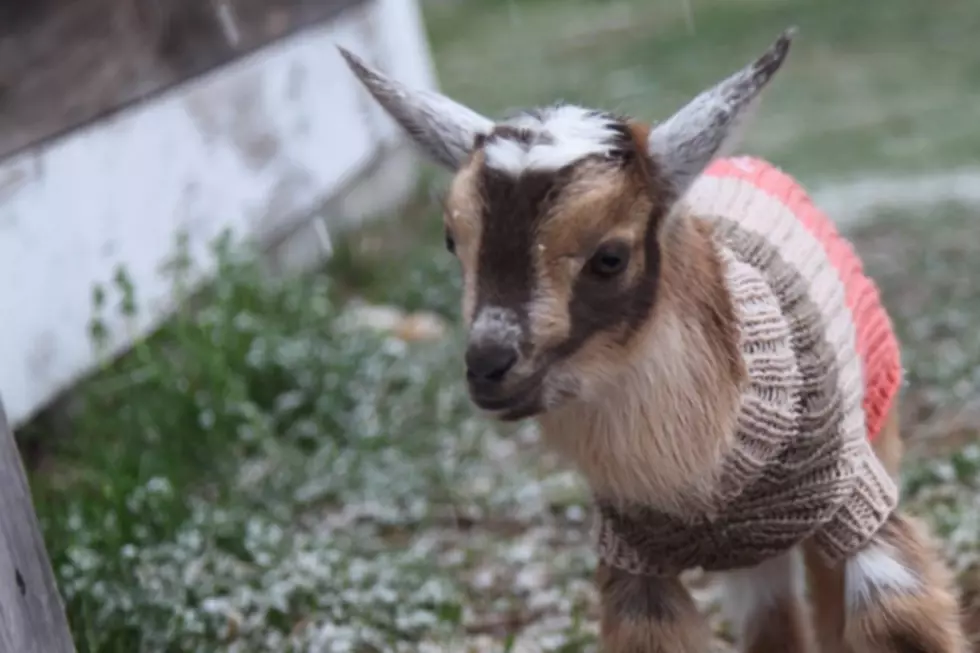 Maine Baby Goats Wear Their Sweaters in Today’s Snow