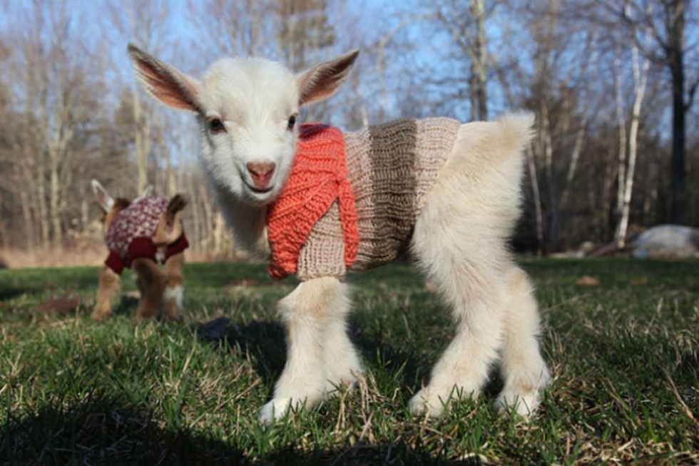 Cute Maine Baby Goats