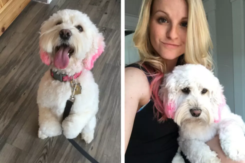My Dog Groomer Surprised Me with Pink Doggy Hair Dye