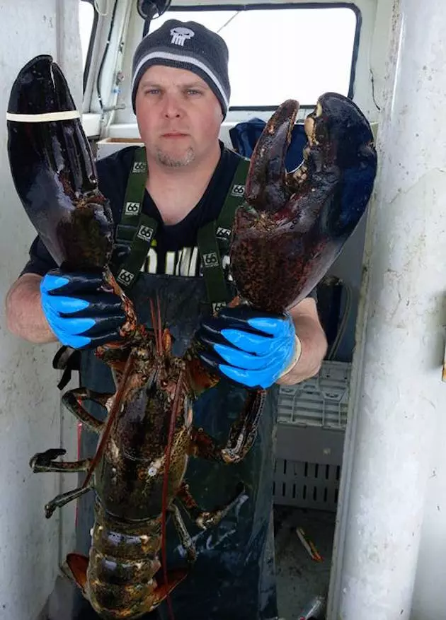 How Big Was The Biggest Lobster Ever Caught? Huuuuuge! [PHOTOS]