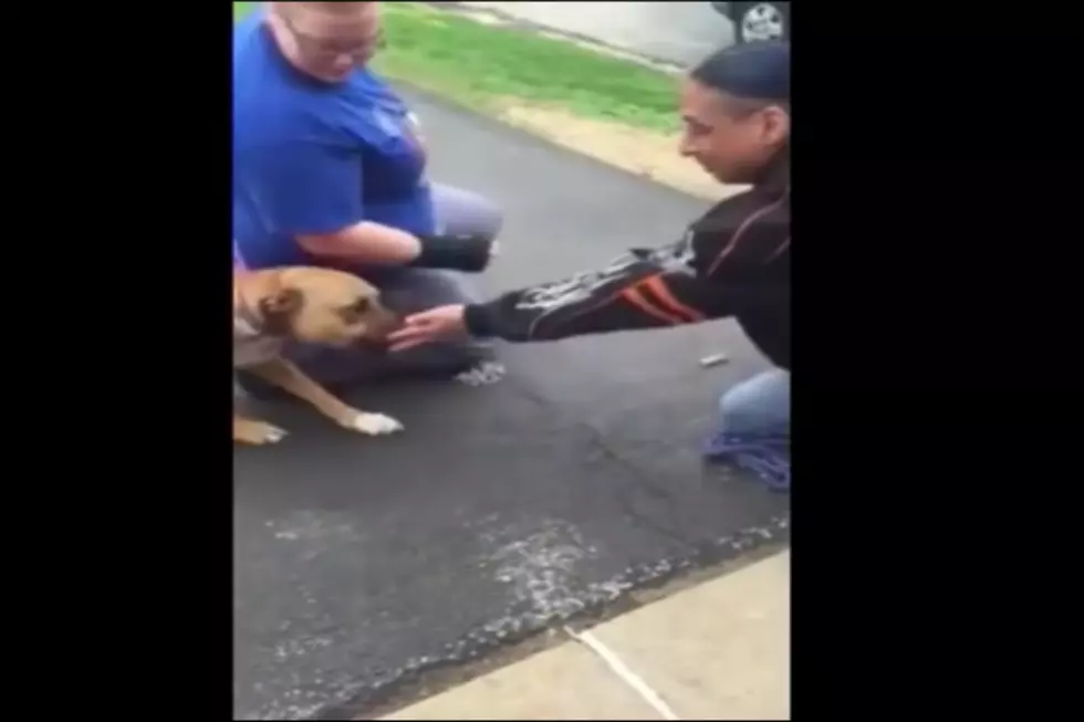 Dog and Man Reunited After Two Years – When The Dog Remembers Him…It’s Amazing.