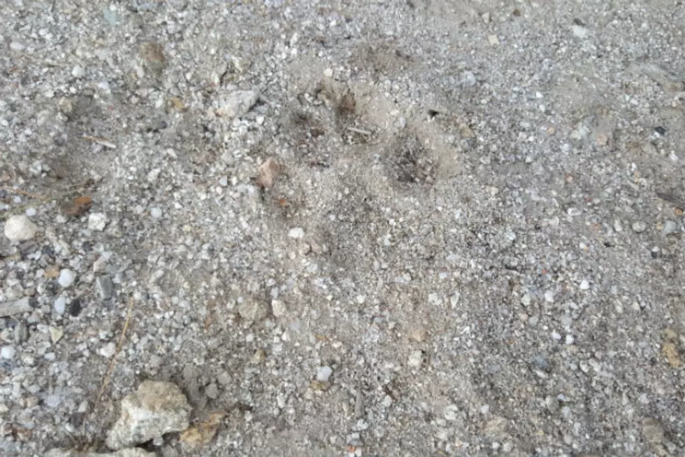 We Found This Paw Print While Four Wheeling &#8211; What is It?