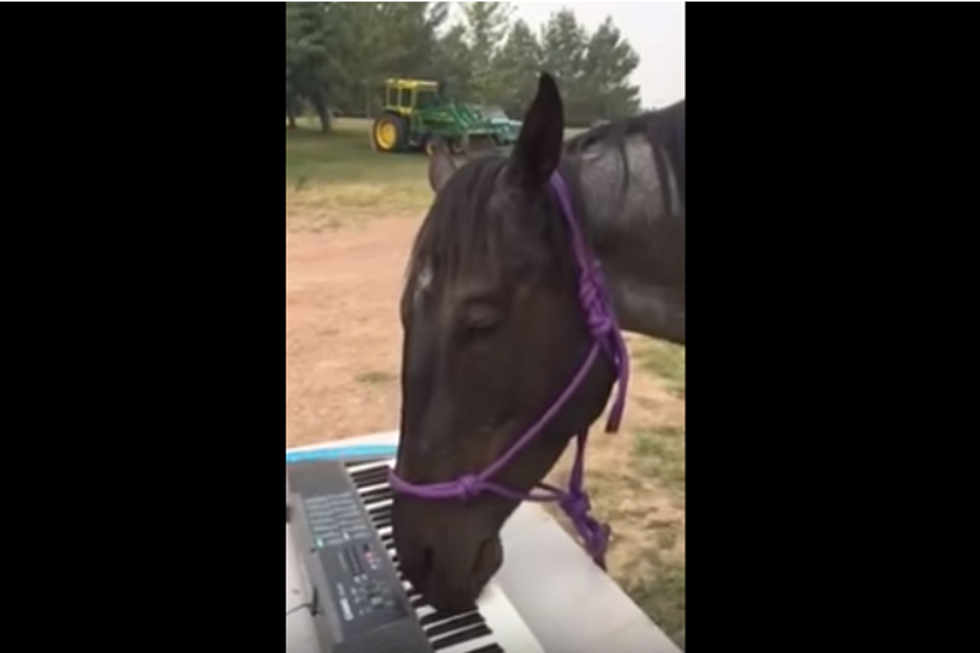 Watch: This Horse Plays Piano Better Than I Do [VIDEO]