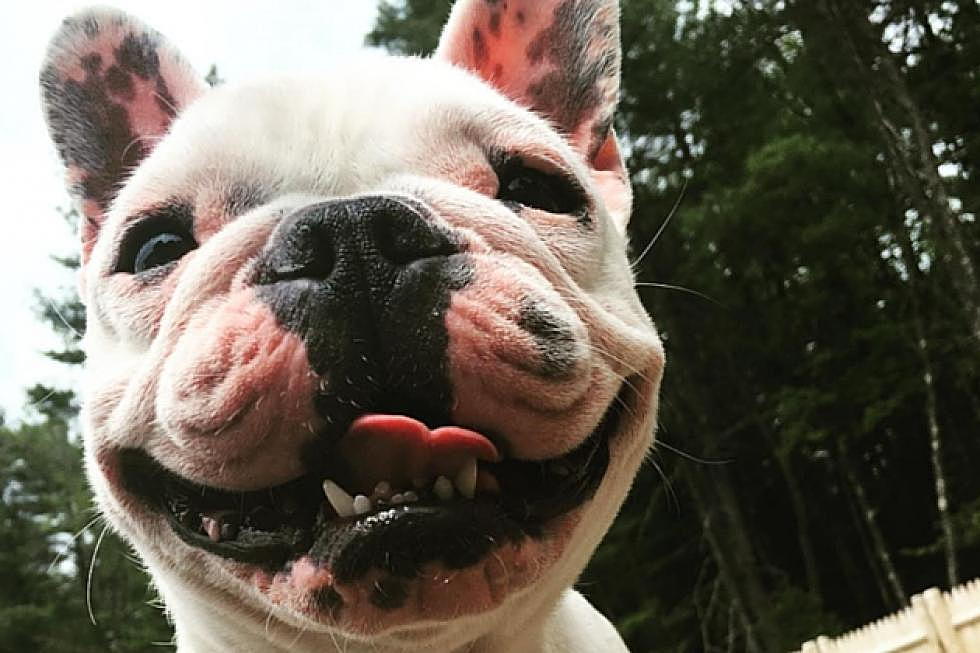 Maine Has the Cutest Dogs in the World &#8212; Here&#8217;s Proof