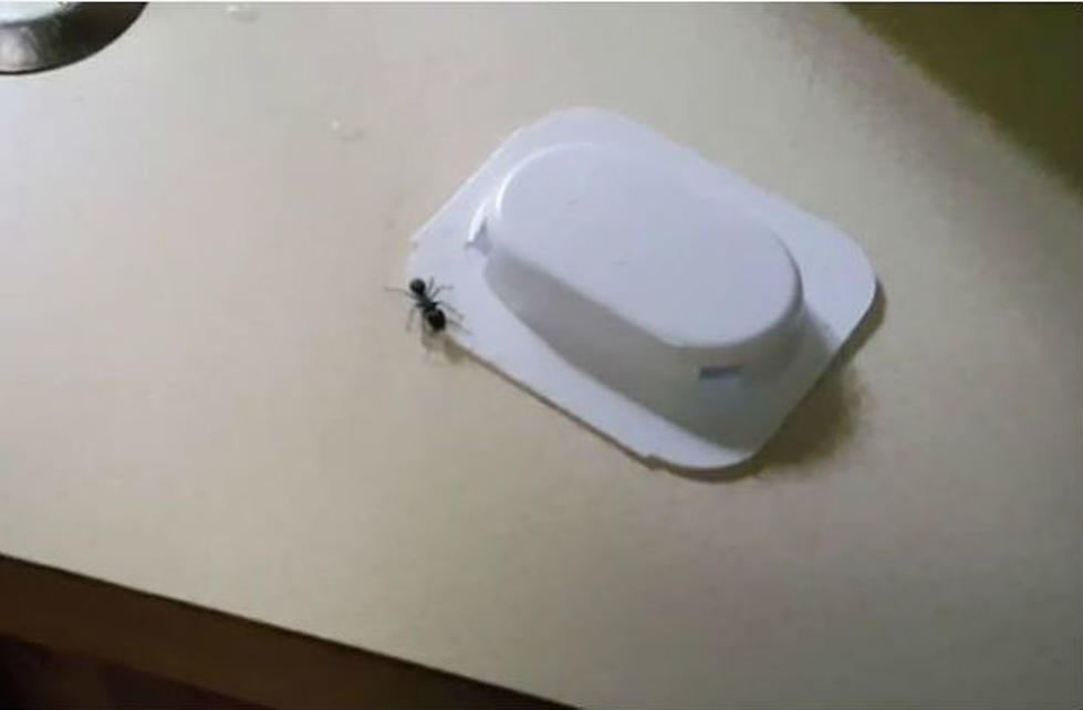 Watch: The Ant Traps You Should and Shouldn’t Use to Rid Yourself of These Seasonal Pests
