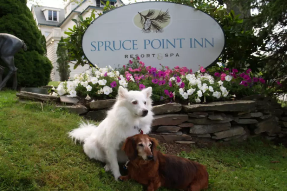Dog Friendly Maine Hotels