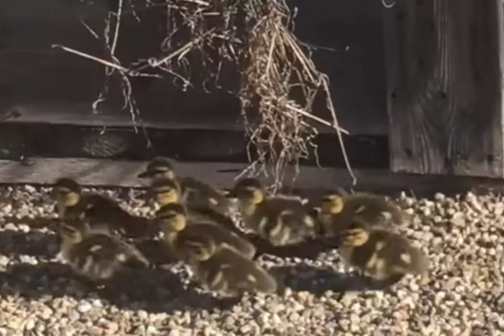 Rooftop Baby Ducks Rescued